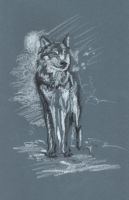 Grey Wolf